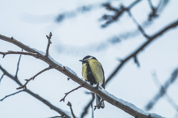 Fototapeta premium Great tit on a branch in winter garden