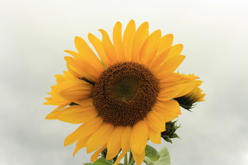 Obraz premium Sonnenblume