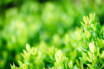 Obraz premium green grass with water drops