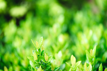 green grass with water drops