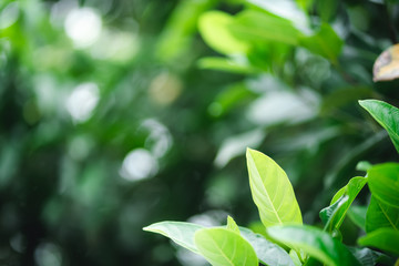 green leaves in spring