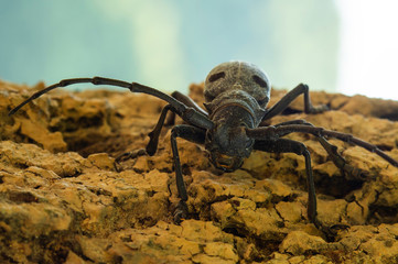 Close up portrait view of a black spotted pine sawyer beetle (Monochamus Galloprovincialis).