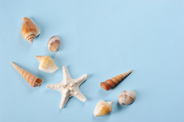 Flat lay composition of seashells on a blue background. Free space to place text. View from above. Close-up.