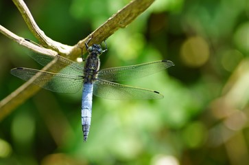Plattbauch, libellula depressa