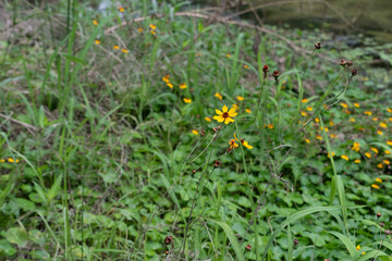 Flowers at the river side