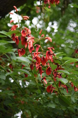 Cockspur coral tree (Erythrina crista-galli)