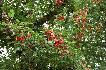 Cockspur coral tree (Erythrina crista-galli)