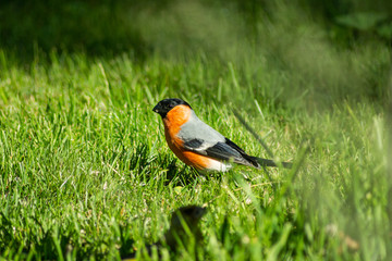 Bullfinch, male sits on the grass looking for grains