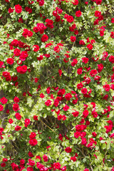 Fototapeta premium Background - rose hedge with red flower blossoms in the garden