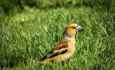 Grosbeak ,hawfinch, on a green meadow with grains in its beak