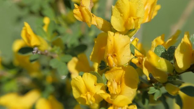 Yellow broom flowers.