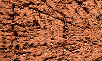 Old tree bark background