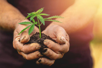 Farmer hands holds baby cannabis plant. Concept farm marijuana plantation