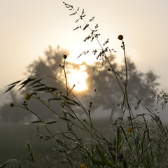 Spider web in grass with water drops in morning sun light