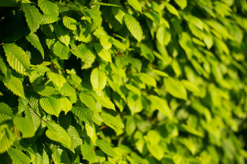 leaves close up. many leaves