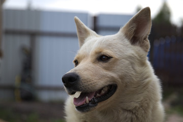 portrait of a dog