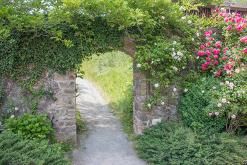 Fototapeta premium Background - medieval gate ruins overgrown with roses