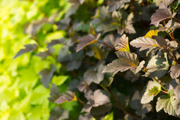 leaves close up. many leaves