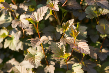 leaves close up. many leaves