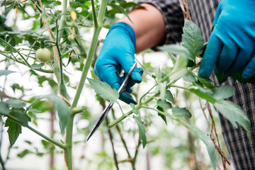 Farmer pruning lateral shoots of tomatoes in greenhouse