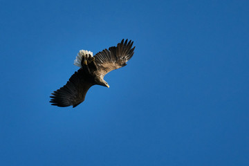 Weissschwanz Seeadler macht Fassrolle Flugmanoever