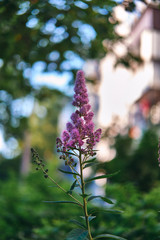 Lavender flower with bokeh background
