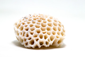 White coral texture closeup on white background. Marine animal fossil. Natural coral texture. Dry polyp structure
