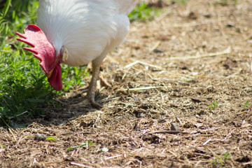 white cock in the sun