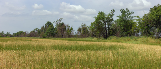 Farm fields of ripening wheat on a summer morning in a Sunny day.