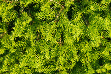 Fir trees close up. many branches. beautiful nature