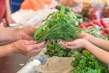 The elderly woman the seller is fresher than some greens of fennel and a basil stretches purchase in hands to the buyer. Close up. Female hands wrinkled and hands of the buyer of theof the child