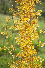 Beautiful Orchid flowers, from Colombia.