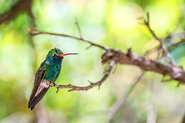 Hummingbird perched in a tree