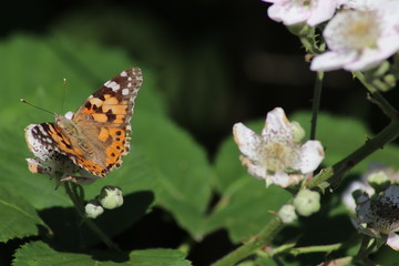 butterfly on flower