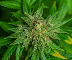 Afghan kush special variety of marijuana flower with aged blooms