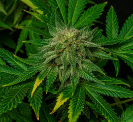 Afghan kush special variety of marijuana flower with aged blooms