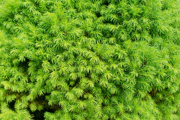 Fir trees close up. many branches. beautiful nature