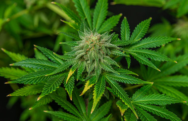 Afghan kush special variety of marijuana flower with aged blooms