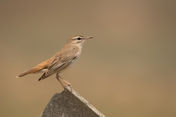Stunning bird photo. Rufous-tailed scrub robin / Cercotrichas galactotes