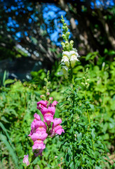 Snapdragon flowers in the garden