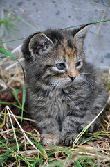 Naklejka na ściany i meble Little cute gray kitten in the grass. A pet