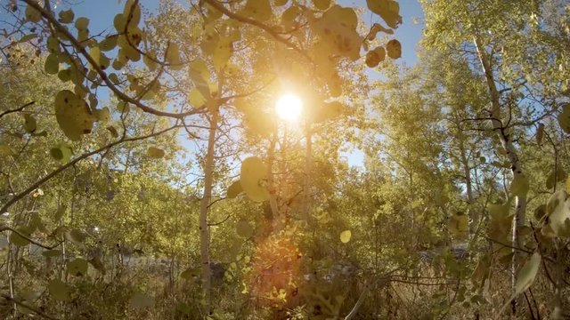 Aspen Leaves Falling In Slow Motion At Sunset - Golden Lens Flare