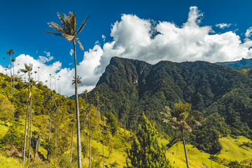 Wax palm trees of Cocora Valley, Colombia