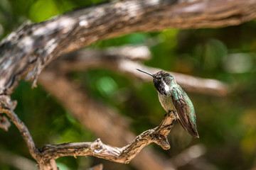 Hummingbird perched in a tree