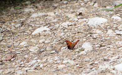 Butterfly lands on the ground