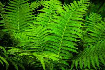 Beautyful fern leaves.