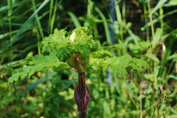 Hogweed flowers along the side of the road in Capelle aan den IJssel which can harm people and animals