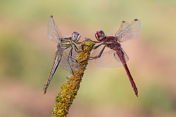 Libellule