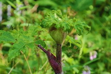 Hogweed flowers along the side of the road in Capelle aan den IJssel which can harm people and animals