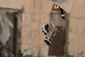 Courtship of a pair of birds. Stunning bird photo. Eurasian hoopoe / Upupa epops © Szymon Bartosz